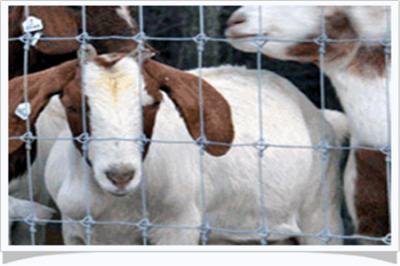 圖木舒克市草原圍欄網